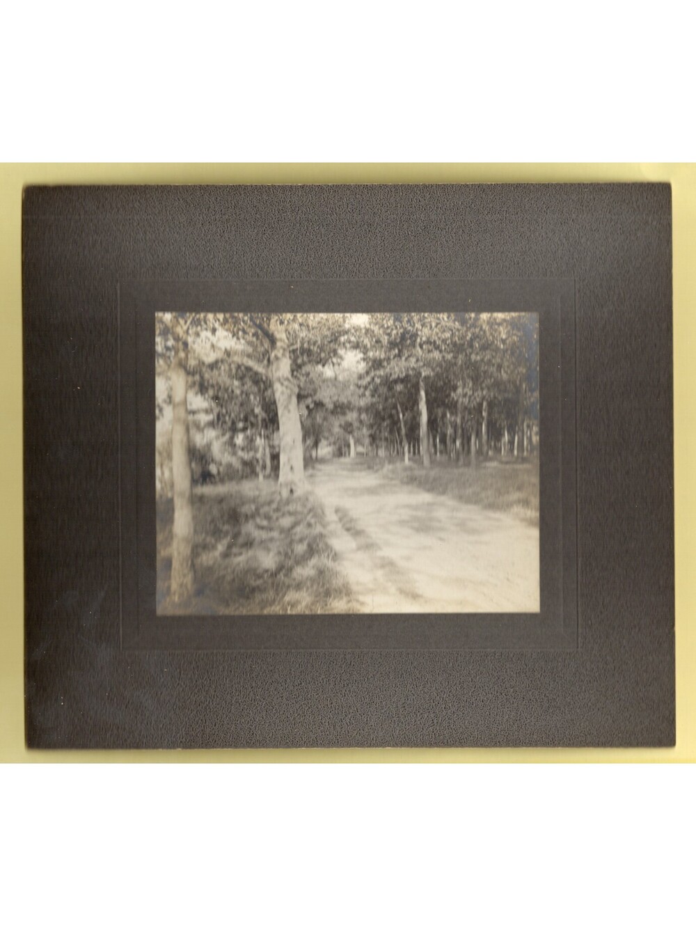Photo of Trees Nature Path Landscape 8 x 7"